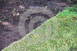 Green sod grass and brown earth