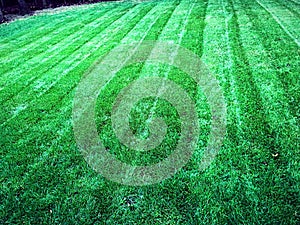 Green sod grass lawn care service