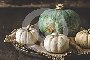 Green sombra pumpkin and white mini pumpkins on wood, autumn decoration photo