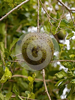 Green Soursop Fruit