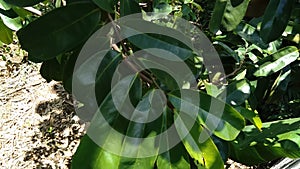 Green soursop laves or Prickly Custard Apple. Annona muricata L., graviola, guyabano, guanÃ¡bana. Plant for Treatment of carcinom