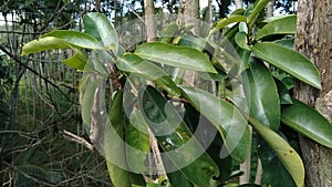 Green soursop laves or Prickly Custard Apple. Annona muricata L., graviola, guyabano, guanÃ¡bana. Plant for Treatment of carcinom