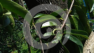 Green soursop laves or Prickly Custard Apple. Annona muricata L., graviola, guyabano, guanÃ¡bana. Plant for Treatment of carcinom