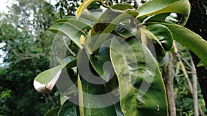 Green soursop laves or Prickly Custard Apple. Annona muricata L., graviola, guyabano, guanÃ¡bana. Plant for Treatment of carcinom