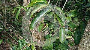 Green soursop laves or Prickly Custard Apple. Annona muricata L., graviola, guyabano, guanÃ¡bana. Plant for Treatment of carcinom