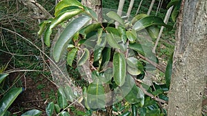 Green soursop laves or Prickly Custard Apple. Annona muricata L., graviola, guyabano, guanÃ¡bana. Plant for Treatment of carcinom