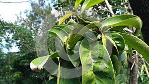 Green soursop laves or Prickly Custard Apple. Annona muricata L., graviola, guyabano, guanÃ¡bana. Plant for Treatment of carcinom