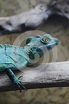 Green south american lizard