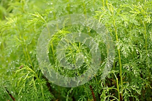 Green Southernwood Artemisia Abrotanum Plant