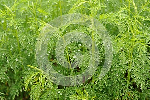 Green Southernwood (Artemisia Abrotanum) Plant