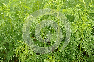 Green Southernwood (Artemisia Abrotanum) Plant photo