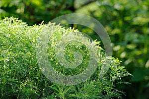 Green Southernwood (Artemisia Abrotanum) Shrub photo