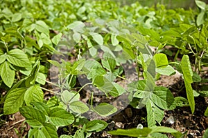 Green Soy bean growing