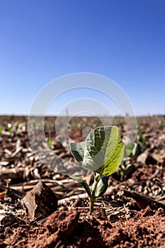 Green soy plant leaves in the cultivate field