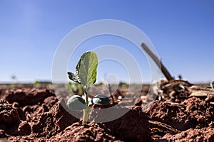 Green soy plant leaves in the cultivate field