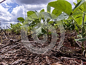 Green soy plant leaves in the cultivate field