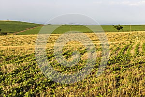 Green soy plant leaves in the cultivate field