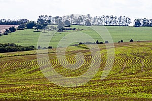 Green soy plant leaves in the cultivate field