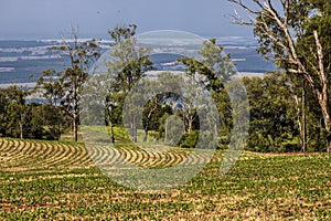 Green soy plant leaves in the cultivate field