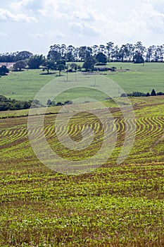 Green soy plant leaves in the cultivate field