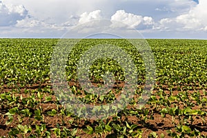 Green soy plant leaves in the cultivate field