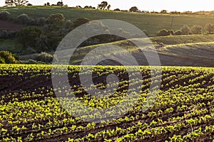 Green soy plant leaves in the cultivate field