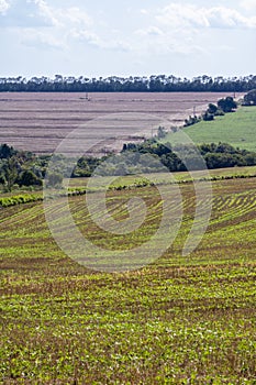 Green soy plant leaves in the cultivate field