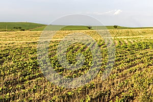 Green soy plant leaves in the cultivate field