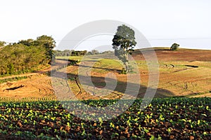 Green soy plant leaves in the cultivate field