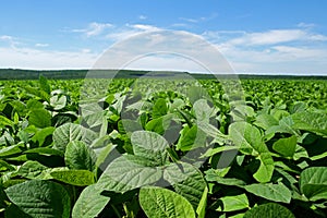 Green soybean field in sunny summer weather