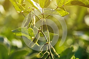 Green soybean plant with unripe pods in cultivated field