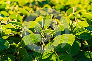 Green soybean plants close-up shot. Agricultural soy plantation on sunny day. Agriculture