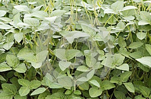 Green soybean plants close-up shot, mixed organic and gmo.