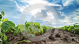 Green soybean plants close-up shot, mixed organic and gmo.