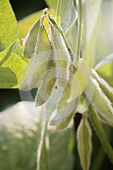 Green Soybeans Fields Close to Harvest Time