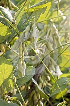 Green Soybeans Fields Close to Harvest Time