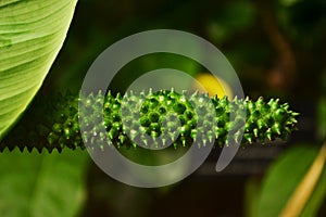 The green spadix of Anthurium andraeanum.