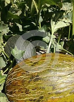 Green Spanish melon with rough skin. The aliment is growing in the orchard. Refreshing fruit.