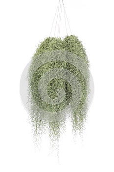 Six Green Spanish Moss tree, Grandpas Beard plant, hanging and isolated on white background.