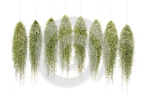 Spanish Moss, Grandpas Beard plant, Tillandsia crocata, hanging and isolated on white background