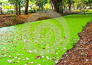 Green spawn in the water with pink flower