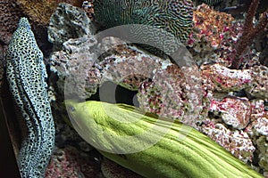 Green and speckled eels in hiding