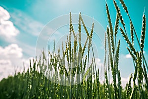 Green spelt wheat crops growing in cultivated field