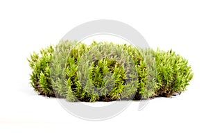 green sphagnum moss in circle shape isolated on white background