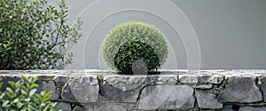 Green spherical shrub rests on stone wall.