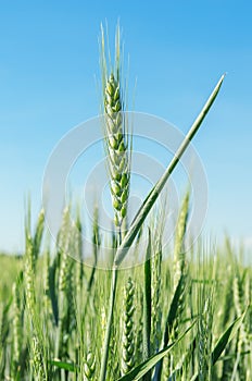 Green spica of wheat photo