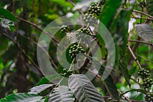 Green spice with leaves and jungle background photo