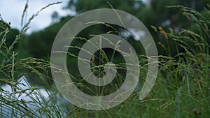 Green spicules sway in wind against river and high trees