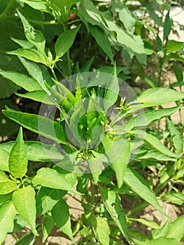 Green spicy chily plant pic photo