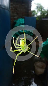 Green spider